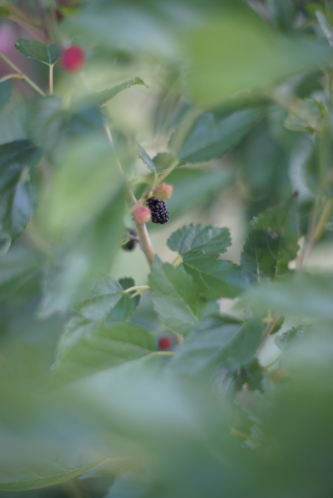 Dwarf Everbearing Mulberry - Cuttings