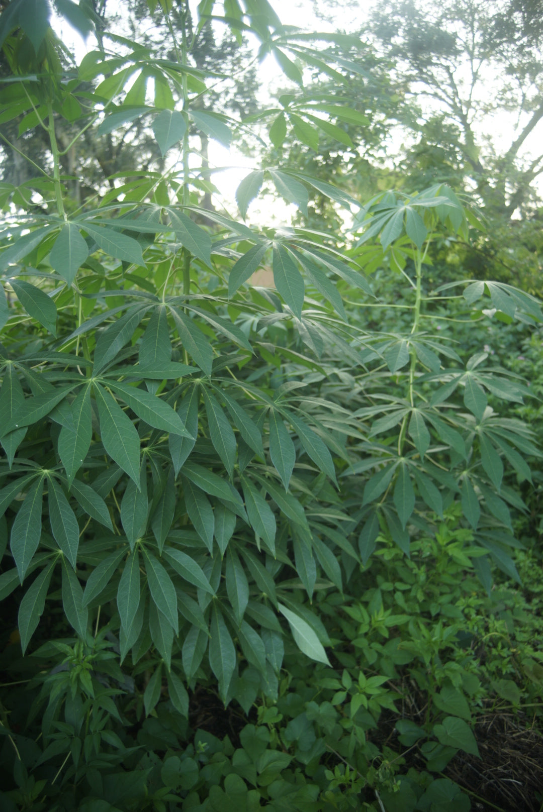 Cassava/Yuca Cuttings