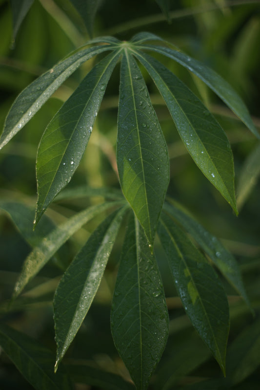 Cassava/Yuca Cuttings