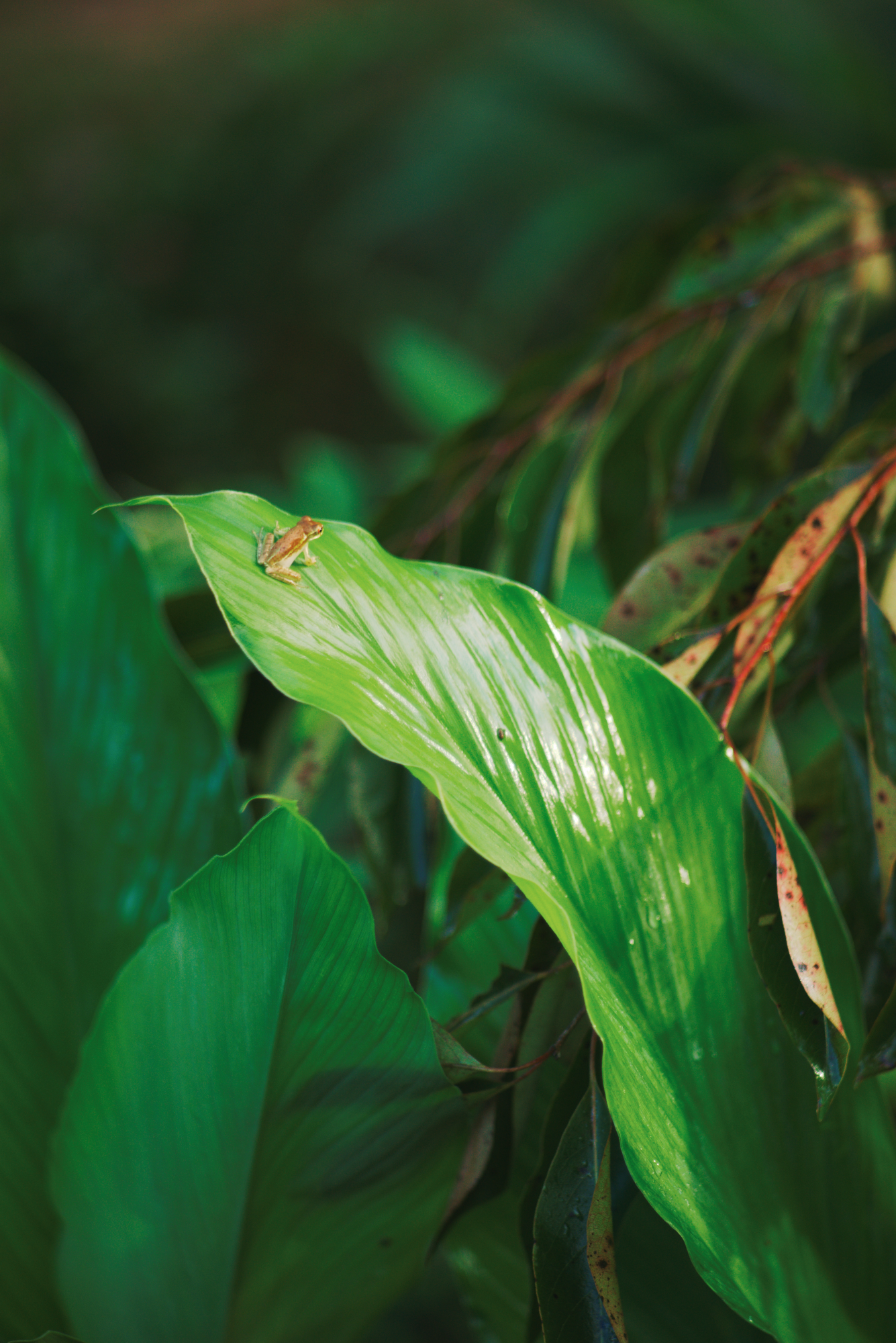 Turmeric leaf with frog in a natural environment at sunrise