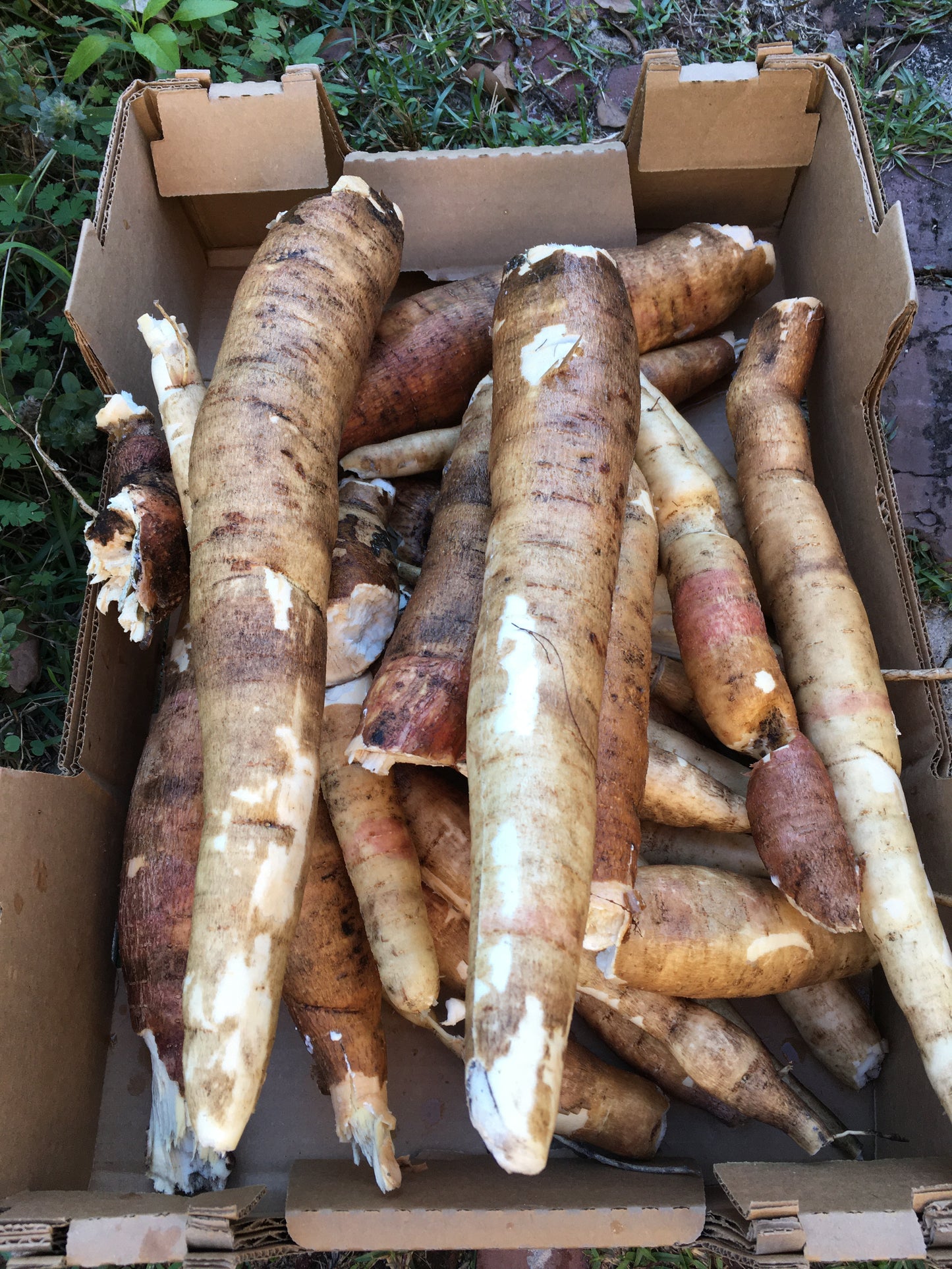 Cassava/Yuca Cuttings