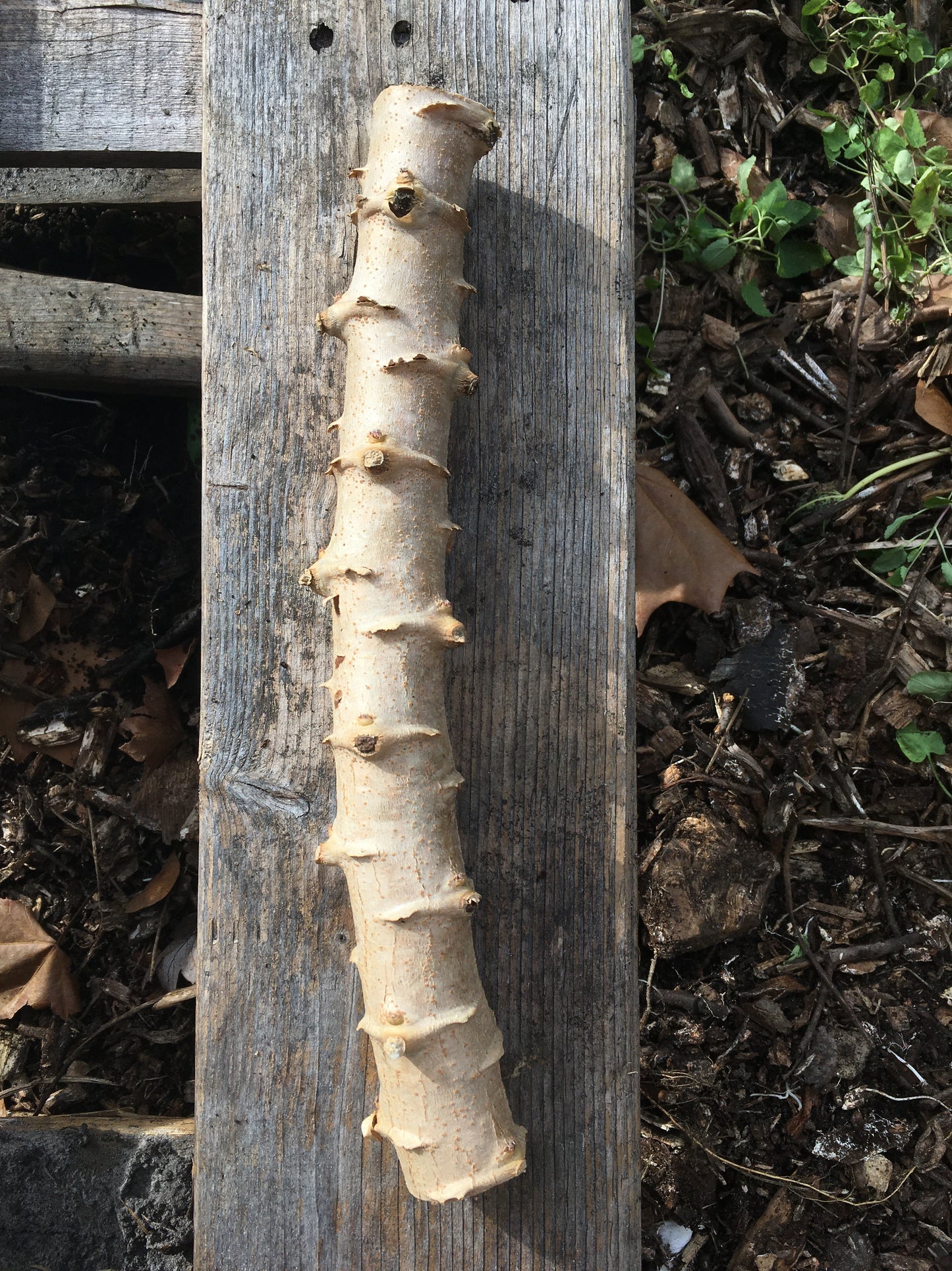 Cassava/Yuca Cuttings